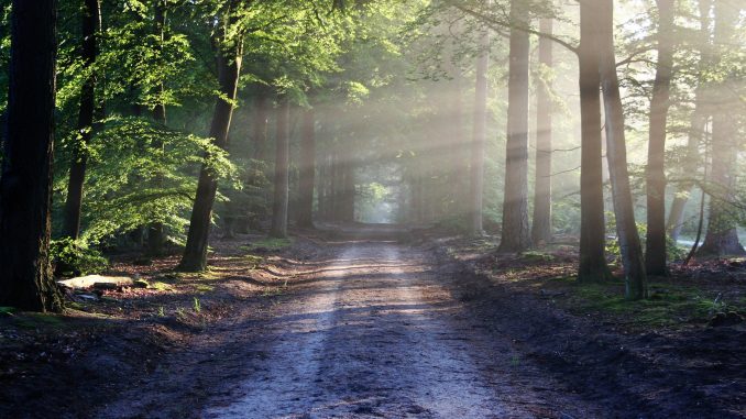 forestroad-pixabay.jpg